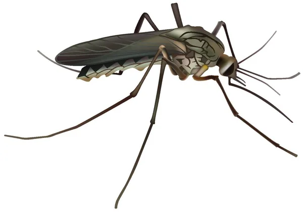 Brown Sketer Mosquito Έγχρωμη Απεικόνιση Διάνυσμα — Διανυσματικό Αρχείο