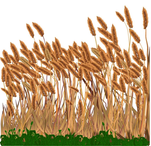 生长在白色草地上的禾本科植物 — 图库矢量图片