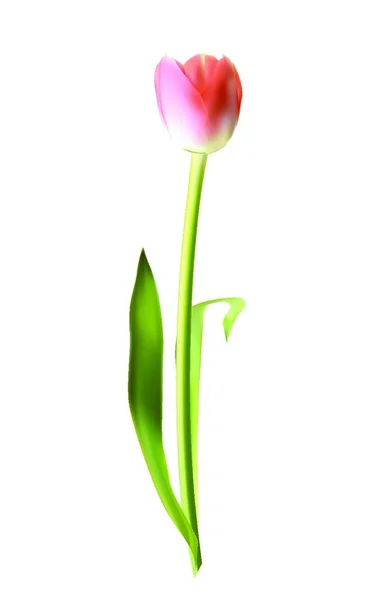 Schöne Rosa Realistische Tulpenvektorillustration Eps10 — Stockvektor