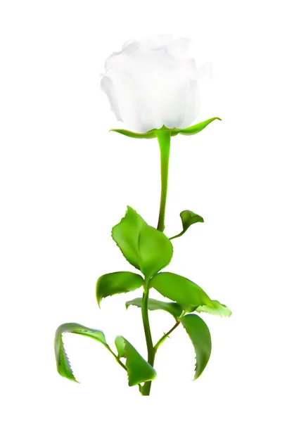 Ρεαλιστικό Τριαντάφυλλο Υψηλής Ποιότητας Διανυσματική Απεικόνιση Eps10 — Διανυσματικό Αρχείο