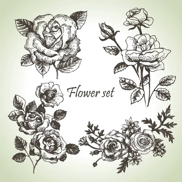 Ensemble Floral Illustrations Roses Dessinées Main — Image vectorielle