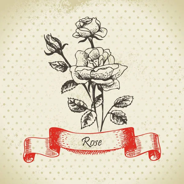 Rose Disegno Vintage Disegnato Mano — Vettoriale Stock