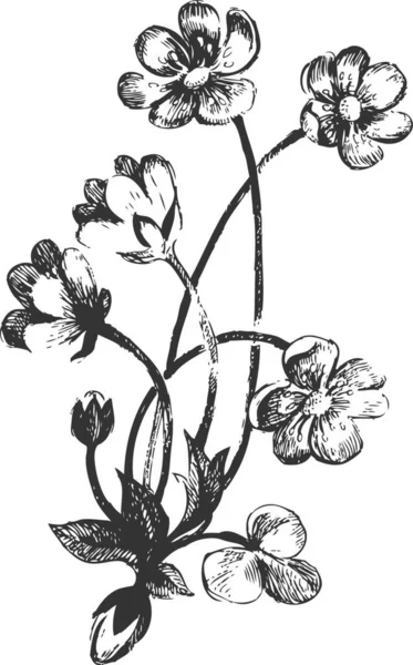 Bloemen Handgetekende Illustraties — Stockvector