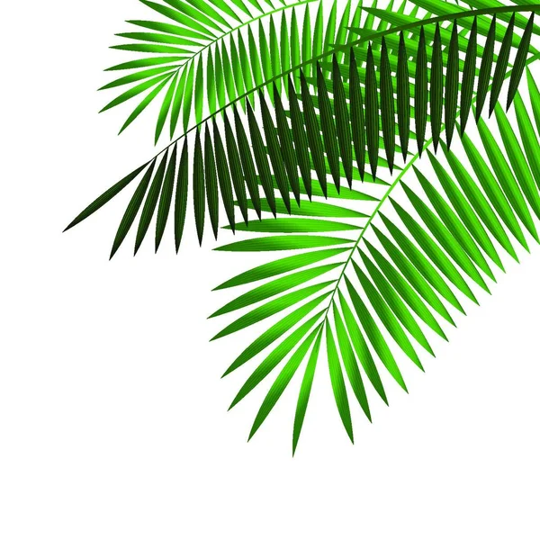 Palmblattvektorillustration Eps10 — Stockvektor