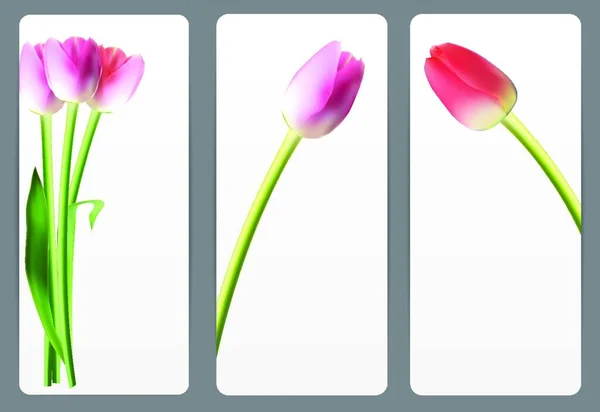 Hermosas Tarjetas Florales Con Tulipán Realista Vector Ilustración Eps10 — Vector de stock