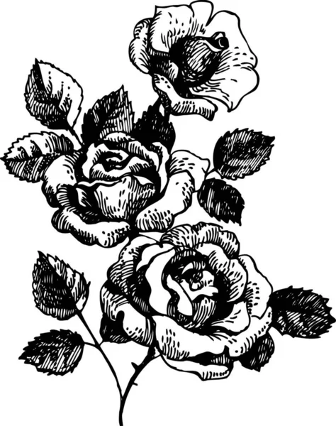 Rosas Ilustração Desenhada Mão Buquê Flores Rosa — Vetor de Stock