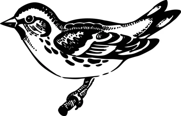 Pássaro Siskin Ilustração Desenhada Mão —  Vetores de Stock