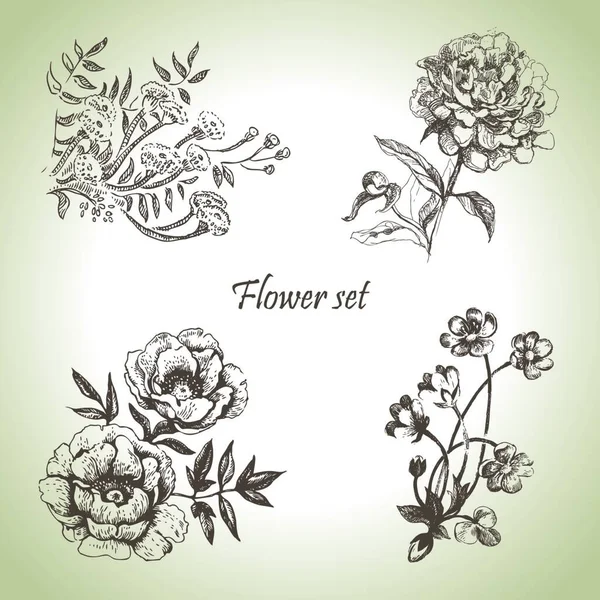 Ensemble Floral Illustrations Dessinées Main — Image vectorielle