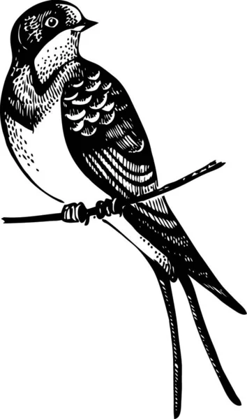 Schwalbenvogel Handgezeichnete Illustration — Stockvektor