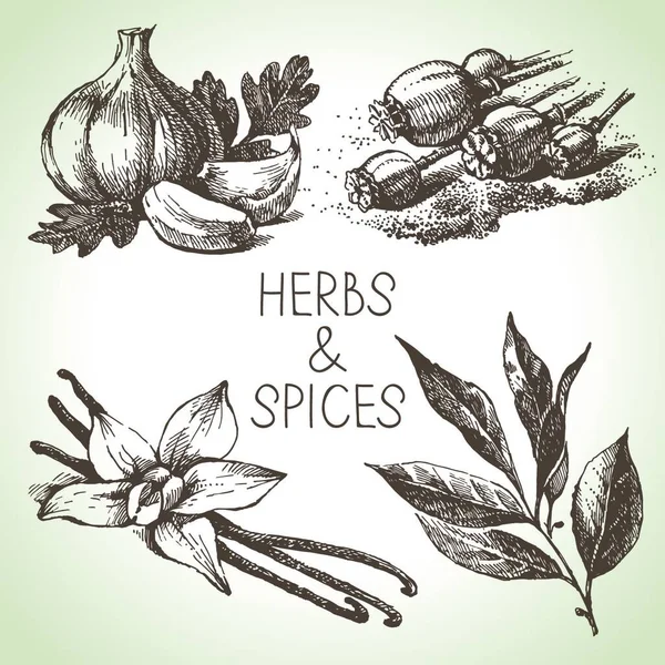 Herbes Épices Cuisine Esquisse Dessinée Main Éléments Conception — Image vectorielle