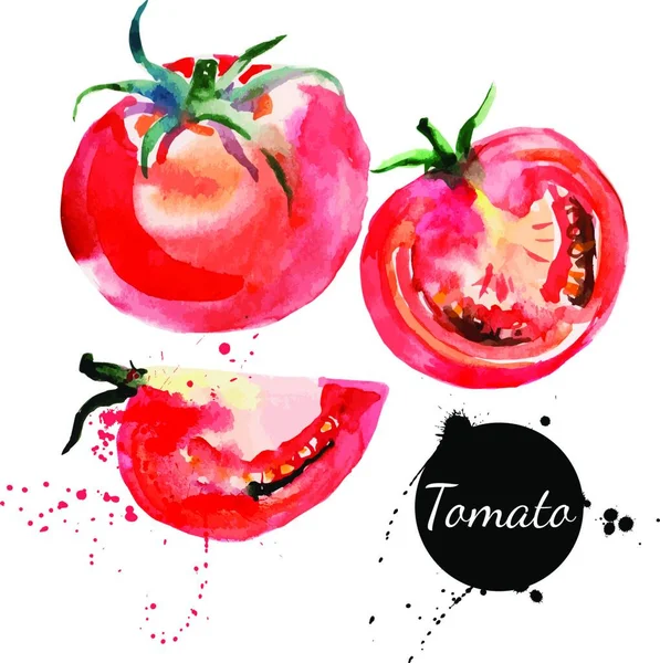 トマトを設定します 手は白い背景の上水彩画を描きます ベクトル イラスト — ストックベクタ