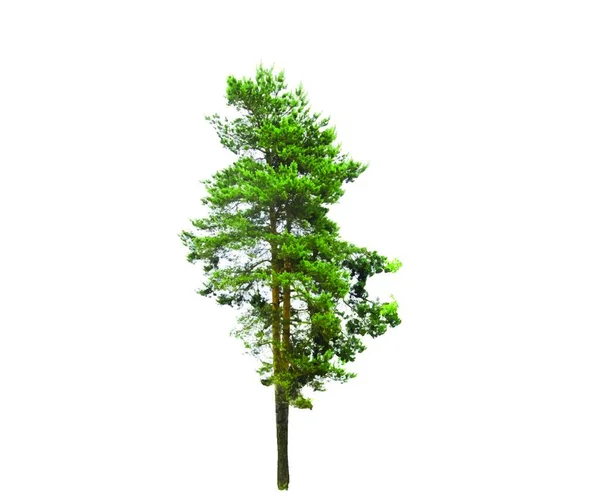 Farbige Silhouette Tree Isoliert Auf Weißem Hintergrund Vektorillustration Eps10 — Stockvektor