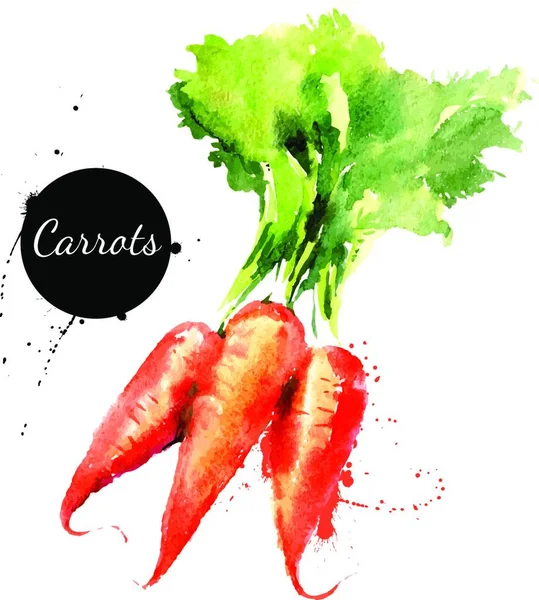 Морковь Ручной Рисунок Акварелью Белом Фоне Векторная Иллюстрация — стоковый вектор