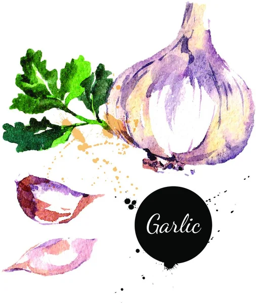Garlic Hand Drawn Watercolor Painting White Background Vector Illustration — Stock Vector