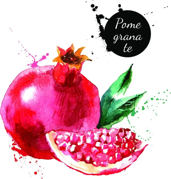Handgezeichnete Aquarellmalerei Auf Weißem Hintergrund Vektorillustration Des Fruchtgranatapfels — Stockvektor