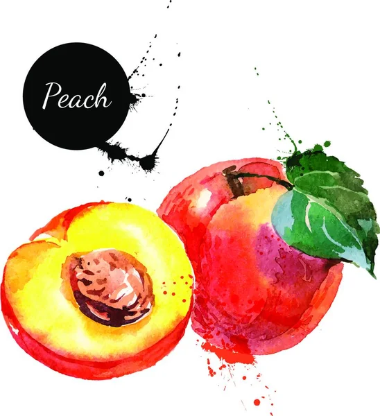 Hand Getekend Aquarel Witte Achtergrond Vectorillustratie Van Fruit Perzik — Stockvector