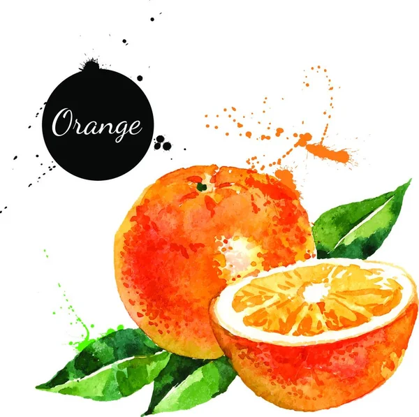 白地に水彩画を手描き ベクトル図のフルーツオレンジ — ストックベクタ