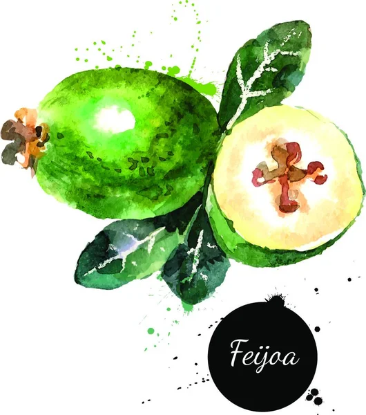 Aquarelle Dessinée Main Sur Fond Blanc Illustration Vectorielle Fruit Feijoa — Image vectorielle