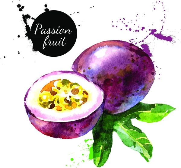 Hand Drawn Watercolor Painting White Background Vector Illustration Passion Fruit — Stock Vector