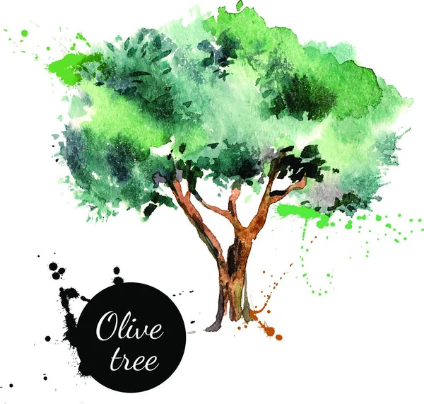 Olive Tree Vectorillustratie Hand Getekend Aquarel Witte Achtergrond — Stockvector