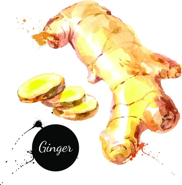 Ramuan Dapur Dan Spanduk Rempah Rempah Vektor Ilustrasi Ginger Warna - Stok Vektor