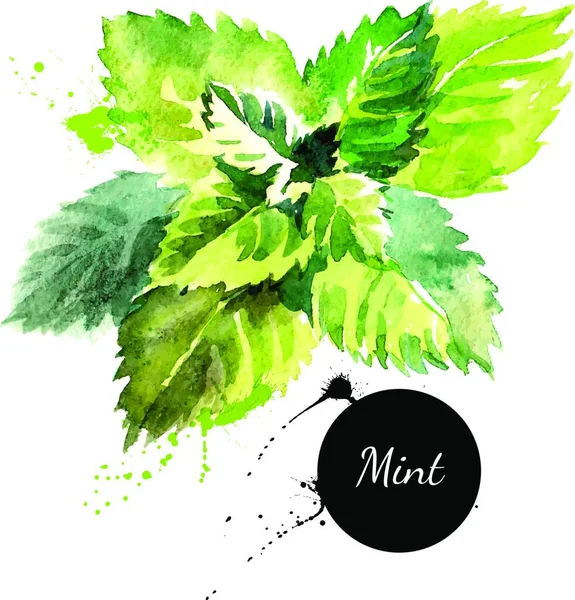 Konyhai Fűszerek Fűszerek Banner Vektor Illusztráció Akvarell Menta — Stock Vector
