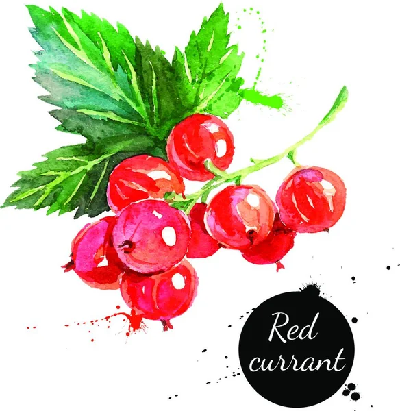 Hand Dras Akvarellmålning Röda Vinbär Vit Bakgrund Vektor Illustration Bär — Stock vektor