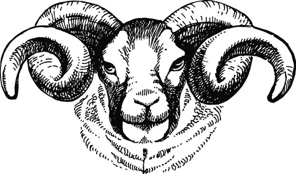 Hand Drawn Sketch Portrait Sheep Vector Illustration — Stock Vector