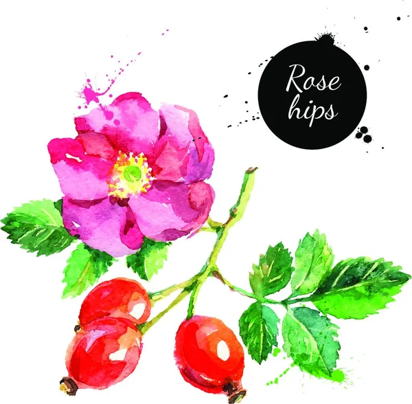 手绘水彩绘画玫瑰白色背景上 矢量图的浆果 — 图库矢量图片