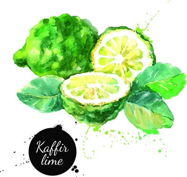 Kaffir Limette Handgezeichnete Aquarellmalerei Auf Weißem Hintergrund Vektorillustration — Stockvektor