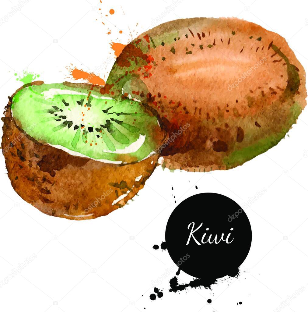 Hand drawn watercolor painting on white background. Vector illustration of fruit kiwi