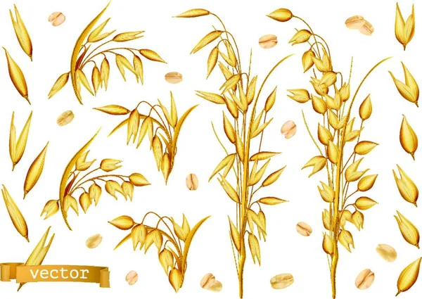 Plantas Avena Avena Laminada Vector Realista Icono Conjunto — Vector de stock