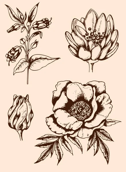 Set Vector Vintage Hand Drawn Flowers — Stock Vector