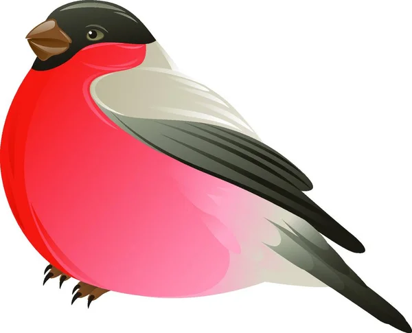 Bullfinch Pták Bílém Pozadí Vektorová Ilustrace — Stockový vektor
