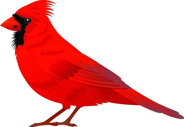 Severní Kardinál Pták Bílém Pozadí Vektorová Ilustrace — Stockový vektor