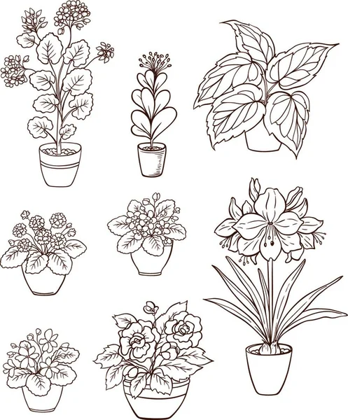 Set Various Houseplants White Background Violets Geranium Flower Pot Hand — Stock Vector