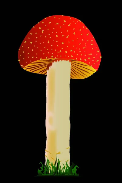 Champignon Comestible Rouge Blanc Isolé Sur Fond Noir — Image vectorielle