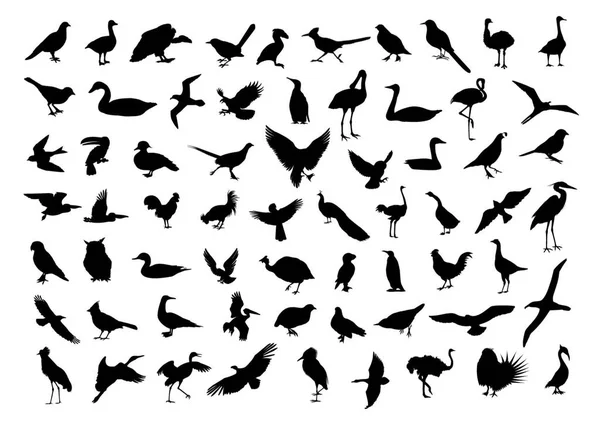 Векторная Иллюстрация Группы Птиц — стоковый вектор