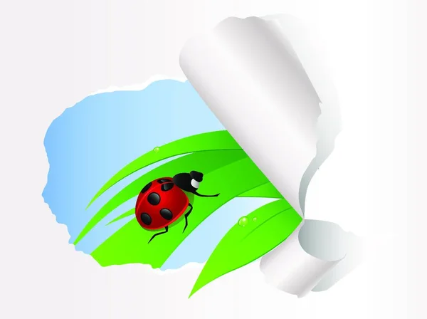 Ladybird Sedí Zelené Trávě Roztrhaném Papíře Pozadí — Stockový vektor