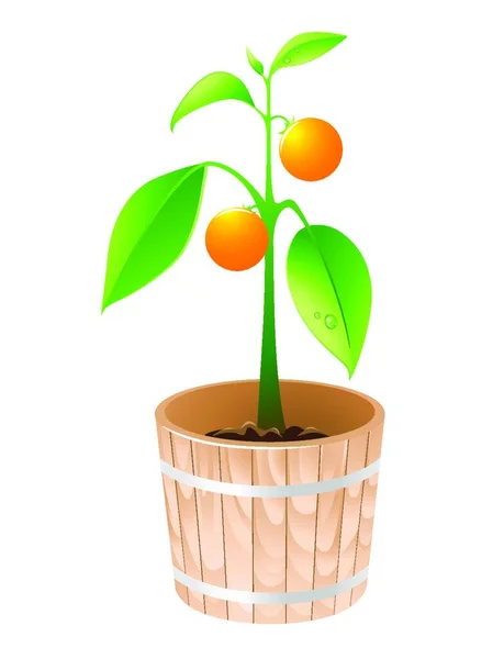 Апельсиновое Дерево Деревянной Ванне Белом Фоне — стоковый вектор