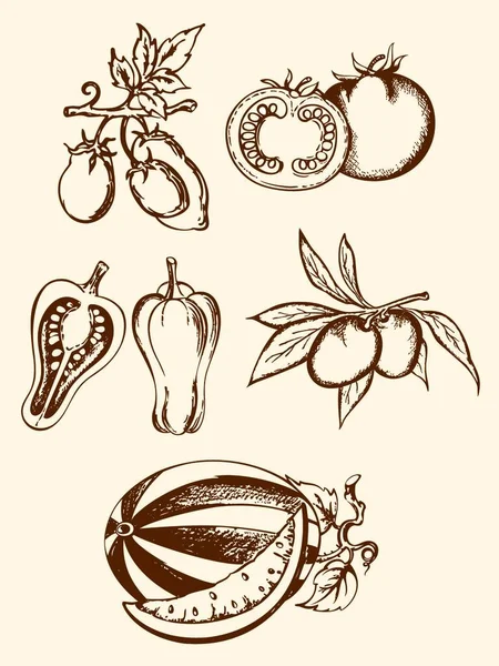 Set Icone Vegetali Vintage Disegnate Mano — Vettoriale Stock