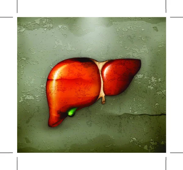 Fígado Humano Vetor Antigo — Vetor de Stock