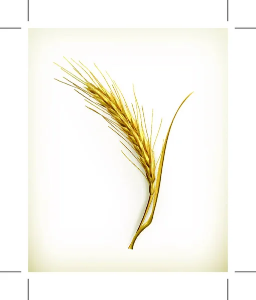Ухо Пшеницы Вектор — стоковый вектор