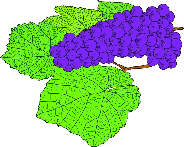 Blaue Traube Mit Grünem Blatt Isoliert Auf Weißem Hintergrund — Stockvektor