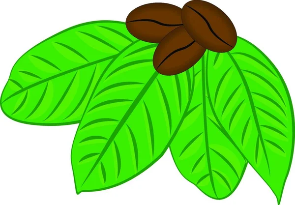 Coffee Beans Seeds Leaves Flat Color Icon Vector Illustration White — Stock Vector
