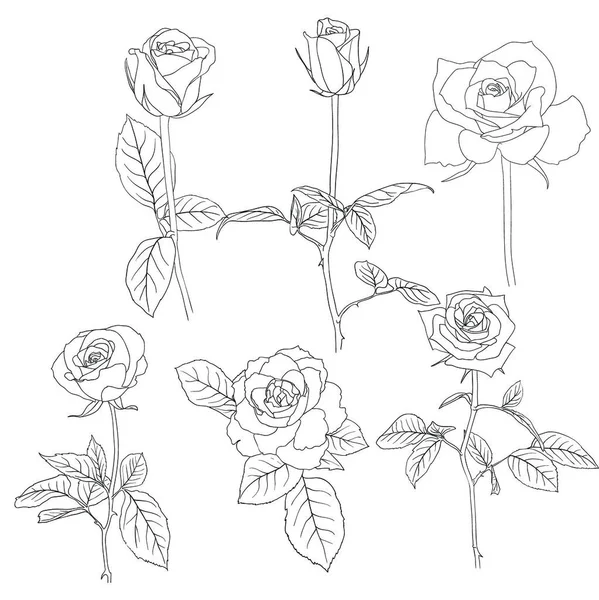 Ensemble Roses Dessinées Main Illustration Vecteur Eps — Image vectorielle