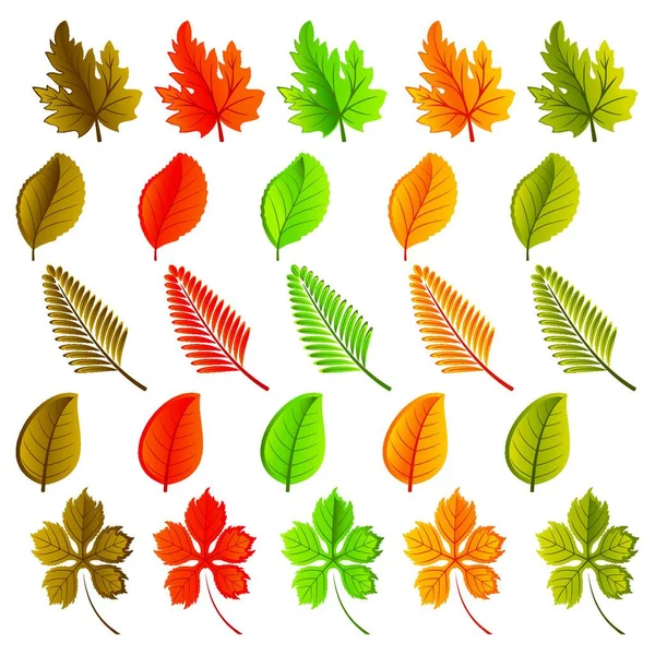 Set Leaves Various Shapes Colors — Stock Vector