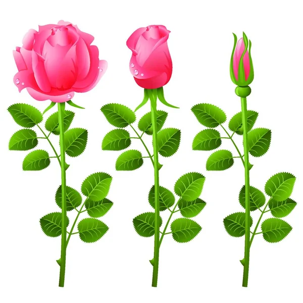 Illustrazione Vettoriale Tre Rose Crescita — Vettoriale Stock