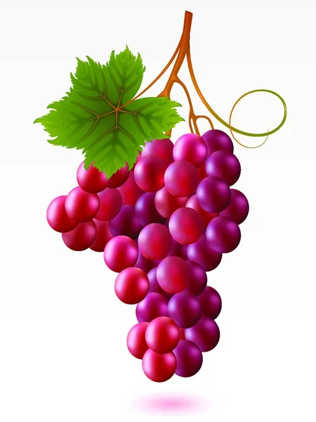 Red Grapes Green Leaf White Background — Stock Vector
