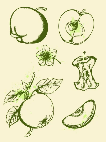 Vintage Vector Las Manzanas Maduras Trazadas — Archivo Imágenes Vectoriales